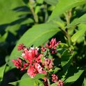 Cestrum elegans 'Smithii'